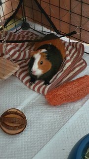 Sugar And Pebbles - Guinea Pig Small & Furry