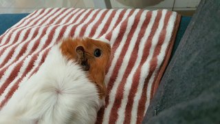 Sugar And Pebbles - Guinea Pig Small & Furry