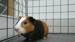 Sugar And Pebbles - Guinea Pig Small & Furry