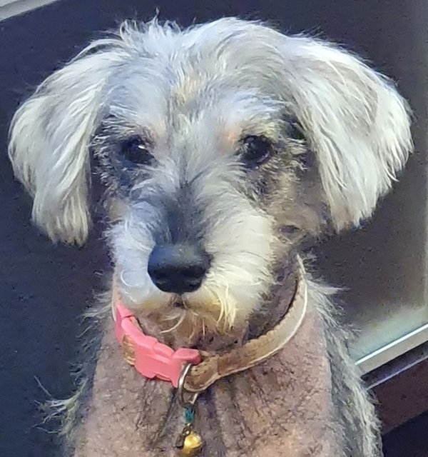 Heidi - Schnauzer Dog