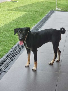 Luna - Mixed Breed Dog