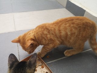 Orange - Domestic Short Hair + Tabby Cat