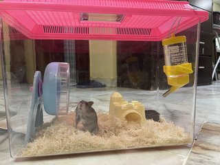 Bimbim &amp; Bubu - Short Dwarf Hamster + Striped Hamster Hamster