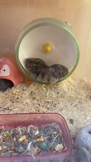 Bimbim &amp; Bubu - Short Dwarf Hamster + Striped Hamster Hamster