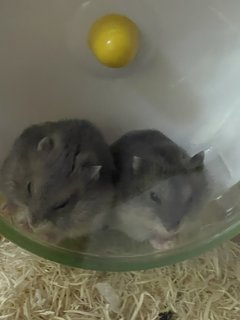 Bimbim &amp; Bubu - Short Dwarf Hamster + Striped Hamster Hamster