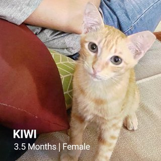 Kiwi - Domestic Short Hair Cat