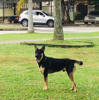 Tyson - German Shepherd Dog Mix Dog