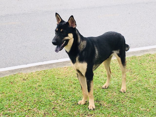 Tyson - German Shepherd Dog Mix Dog