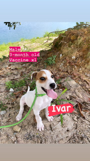 Ivar - Mixed Breed Dog