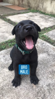 Oro - Mixed Breed Dog