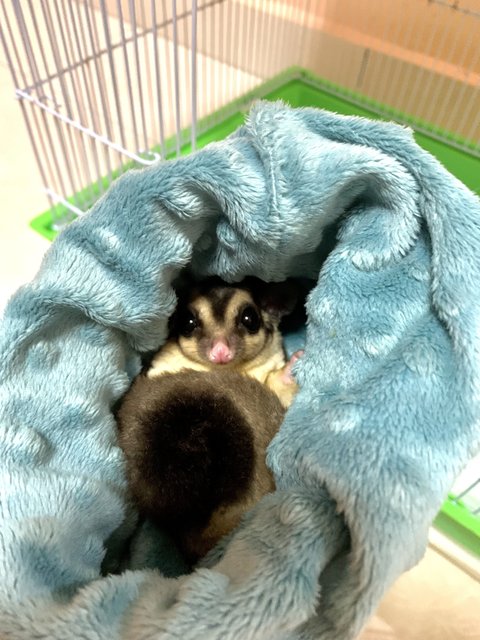 Boba - Sugar Glider Small & Furry