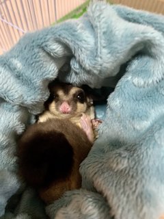 Boba - Sugar Glider Small & Furry