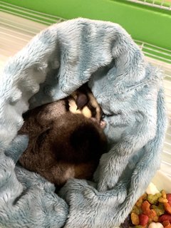 Boba - Sugar Glider Small & Furry