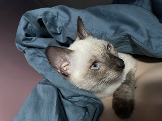 Grey - Siamese Cat