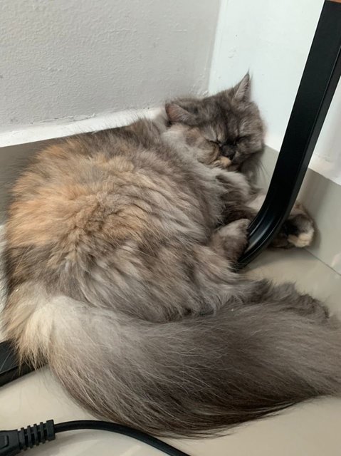 Luna - Persian + Domestic Long Hair Cat