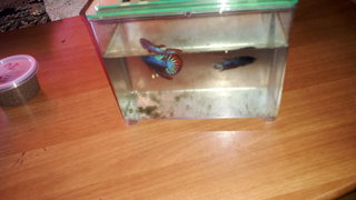 Marshmallow And Oreo - Rainbowfish Fish