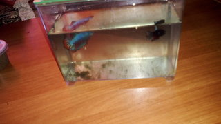 Marshmallow And Oreo - Rainbowfish Fish