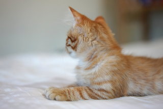 Cinnamon - Domestic Medium Hair Cat