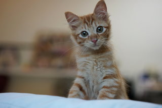 Cinnamon - Domestic Medium Hair Cat