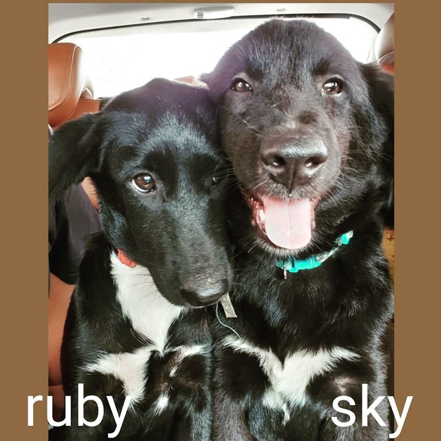 Ruby &amp; Sky - Hound Mix Dog