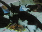 tomei my lovely cat