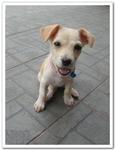 Xiaomi - Mixed Breed Dog