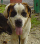 Female St. Bernard - Saint Bernard Dog