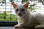 Puteh - Domestic Short Hair Cat