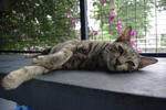 Slumber - Tabby Cat