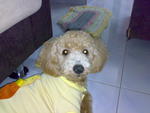 Chai Chai - Poodle Dog