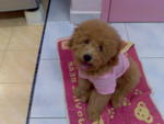 Chai Chai - Poodle Dog