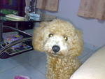 Chai Chai - Poodle Dog