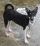 Old: Tag 95 - Siberian Husky Mix Dog