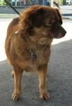 Old: Tag 102 (Sherri) - Mixed Breed Dog