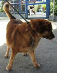 Old: Tag 102 (Sherri) - Mixed Breed Dog