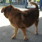 Old: Tag 102 (Sherri) - Mixed Breed Dog