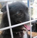 Old: Tag 110 - Adopted - Mixed Breed Dog