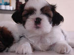 Nafas - Shih Tzu Dog