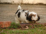 Nafas - Shih Tzu Dog