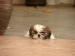 Nafas - Shih Tzu Dog