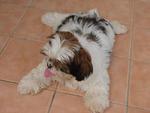 Nafas - Shih Tzu Dog