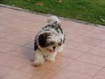 Nafas - Shih Tzu Dog