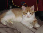 Adam @ Ah Long - Domestic Medium Hair Cat