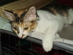 Julie @ Ucu - Domestic Medium Hair Cat