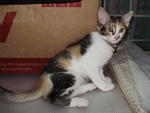 Julie @ Ucu - Domestic Medium Hair Cat