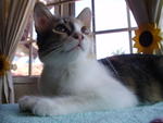 Julie @ Ucu - Domestic Medium Hair Cat