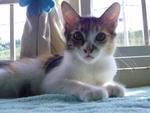 Julie @ Ucu - Domestic Medium Hair Cat