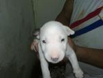 Miniature Bull Terrier - Bull Terrier Dog