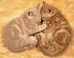 NOT REAL PHOTO OF MY KITTENS. SHOWING SCOTTISH FOLD WITH NO FOLDED EARS.