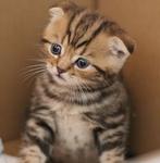 NOT REAL PHOTO OF MY KITTENS. SHOWING SCOTTISH FOLD WITH FOLDED EARS.